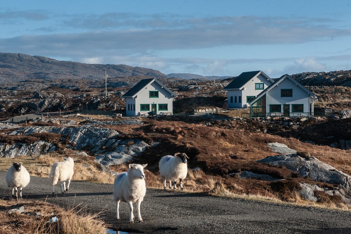 Finsbay Lodges among rocky hills with sheep on the road, Bays of Harris